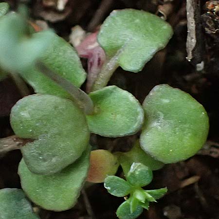 Microthlaspi natolicum subsp. gaillardotii \ Gaillardots Kleint�schelkraut, Zypern Troodos 24.3.2025