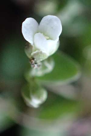 Microthlaspi natolicum subsp. gaillardotii \ Gaillardots Kleint�schelkraut, Zypern Troodos 24.3.2025