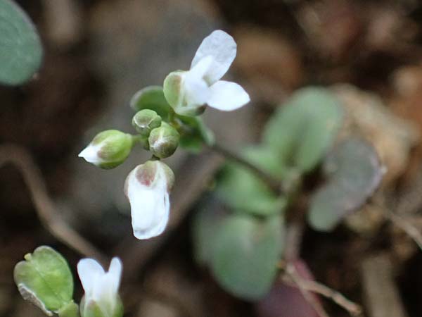 Microthlaspi natolicum subsp. gaillardotii \ Gaillardots Kleint�schelkraut, Zypern Troodos 24.3.2025