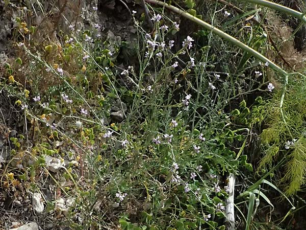 Erucaria hispanica \ Spanischer Senf / Spanish Pink Mustard, Zypern/Cyprus Pano Lefkara 25.3.2025