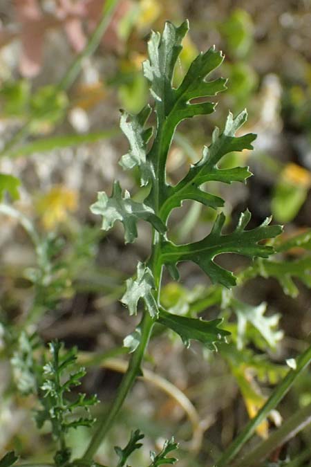 Erucaria hispanica \ Spanischer Senf / Spanish Pink Mustard, Zypern/Cyprus Pano Lefkara 25.3.2025