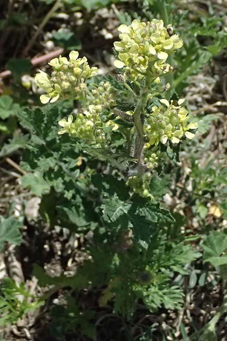 Brassica tournefortii \ Sahara-Kohl, Zypern Kourion 29.3.2025