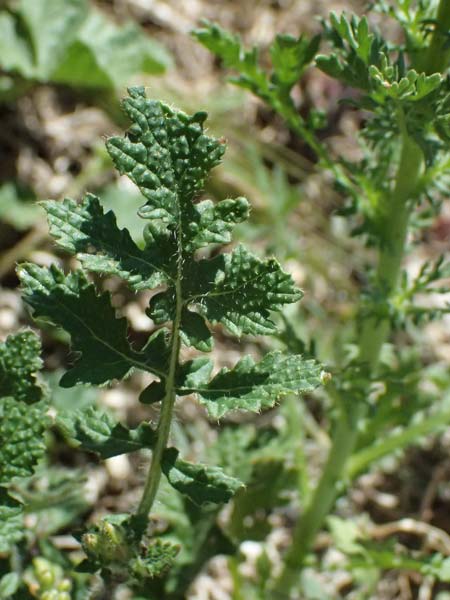 Brassica tournefortii \ Sahara-Kohl, Zypern Kourion 29.3.2025