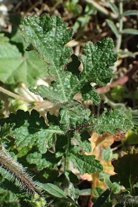Brassica tournefortii \ Sahara-Kohl, Zypern Kourion 29.3.2025