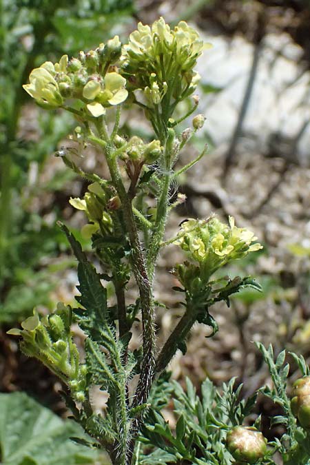 Brassica tournefortii \ Sahara-Kohl, Zypern Kourion 29.3.2025