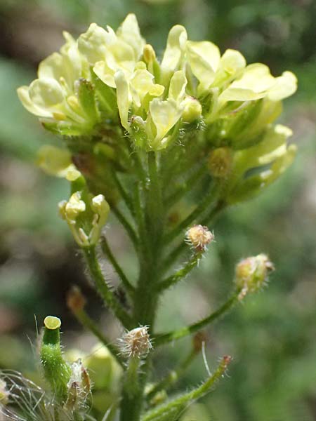Brassica tournefortii \ Sahara-Kohl, Zypern Kourion 29.3.2025