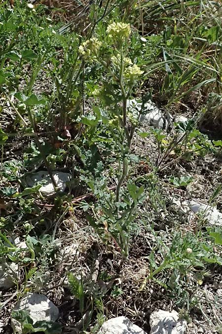 Brassica tournefortii \ Sahara-Kohl, Zypern Kourion 29.3.2025