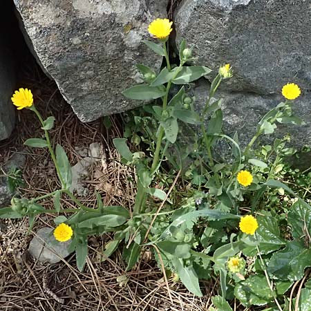 Calendula arvensis / Field Marigold, Cyprus Lagoudera 26.3.2025