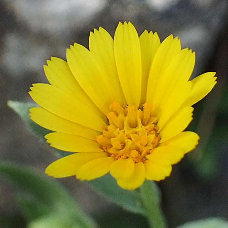 Calendula arvensis / Field Marigold, Cyprus Lagoudera 26.3.2025