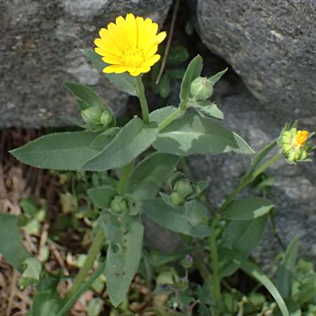 Calendula arvensis / Field Marigold, Cyprus Lagoudera 26.3.2025