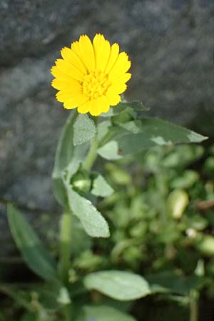 Calendula arvensis / Field Marigold, Cyprus Lagoudera 26.3.2025