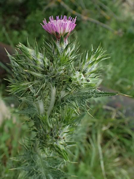 Carduus pycnocephalus \ Knuelkpfige Distel / Plymouth Thistle, Zypern/Cyprus Kato Archimandrita 1.4.2025