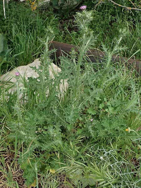 Carduus pycnocephalus \ Knuelkpfige Distel / Plymouth Thistle, Zypern/Cyprus Kato Archimandrita 1.4.2025