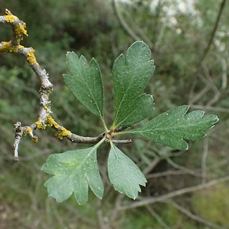 Crataegus azarolus \ Azarol-Dorn / Mediterranean Hawthorn, Zypern/Cyprus Kato Archimandrita 1.4.2025