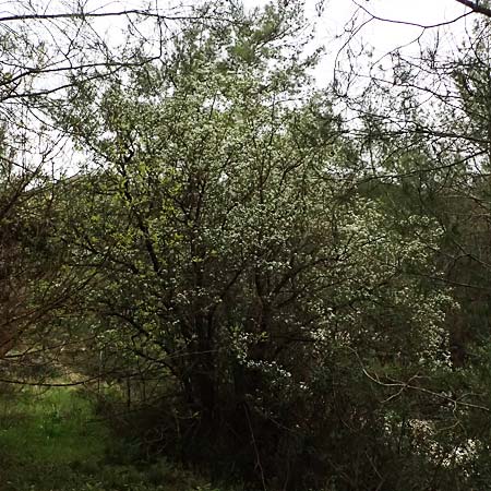 Crataegus azarolus \ Azarol-Dorn / Mediterranean Hawthorn, Zypern/Cyprus Kato Archimandrita 1.4.2025