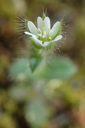 Cerastium comatum \ Haariges Hornkraut / Levantine Mouse-Ear, Zypern/Cyprus Lagoudera 26.3.2025