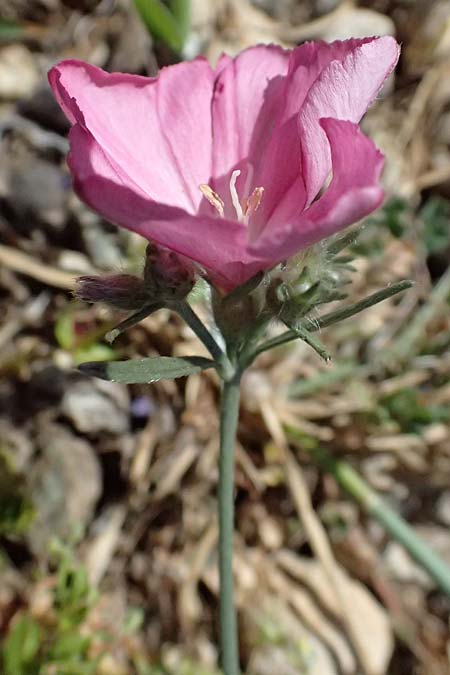 Convolvulus dorycnium \ Backenklee-Winde /  Bindweed, Zypern/Cyprus Akamas, Neo Chorio 20.3.2025