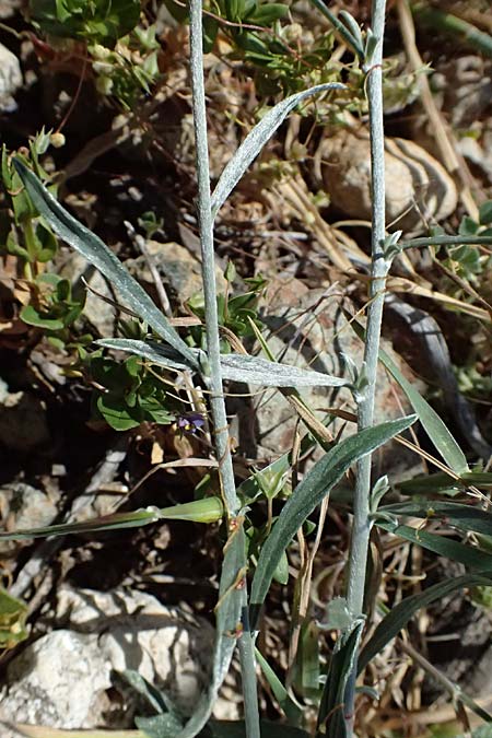 Convolvulus dorycnium \ Backenklee-Winde /  Bindweed, Zypern/Cyprus Akamas, Neo Chorio 20.3.2025