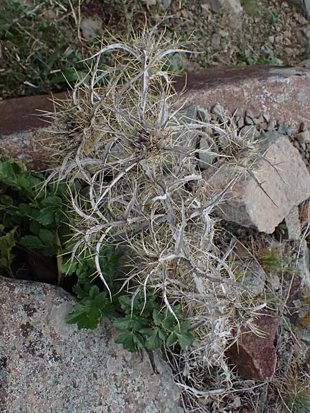 Carlina lanata / Wooly Carline Thistle, Cyprus Madari 26.3.2025