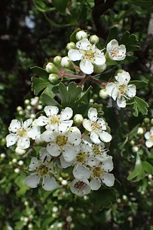 Crataegus monogyna \ Eingriffeliger Wei�dorn / Hawthorn, Zypern/Cyprus Pano Lefkara 25.3.2025