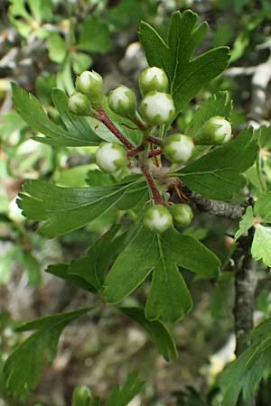 Crataegus monogyna \ Eingriffeliger Wei�dorn / Hawthorn, Zypern/Cyprus Pano Lefkara 25.3.2025