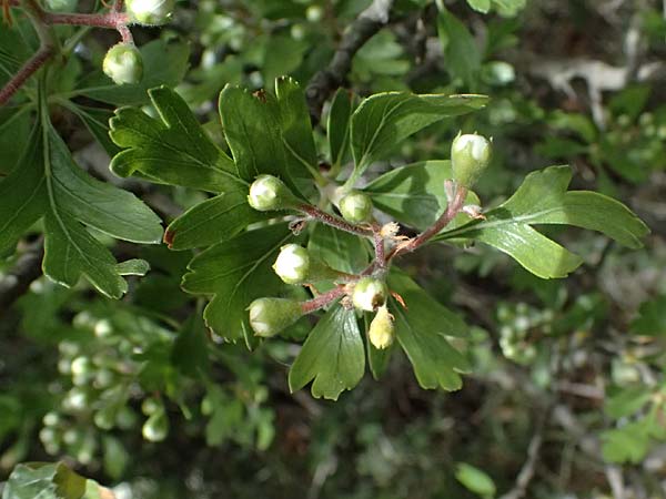 Crataegus monogyna \ Eingriffeliger Wei�dorn / Hawthorn, Zypern/Cyprus Pano Lefkara 25.3.2025