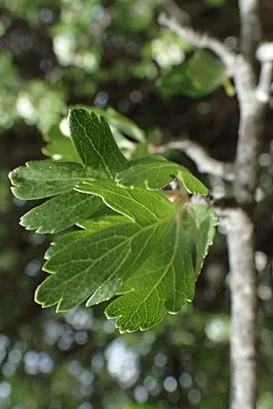 Crataegus monogyna \ Eingriffeliger Wei�dorn / Hawthorn, Zypern/Cyprus Pano Lefkara 25.3.2025