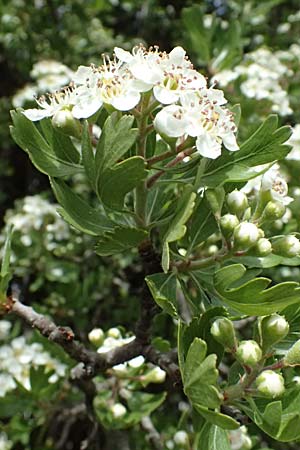Crataegus monogyna \ Eingriffeliger Wei�dorn / Hawthorn, Zypern/Cyprus Pano Lefkara 25.3.2025