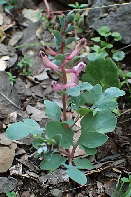 Corydalis rutifolia \ Rautenbl�ttriger Lerchensporn / Rue-Leaved Corydalis, Zypern/Cyprus Madari 26.3.2025