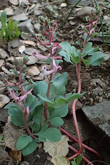 Corydalis rutifolia \ Rautenbl�ttriger Lerchensporn / Rue-Leaved Corydalis, Zypern/Cyprus Madari 26.3.2025
