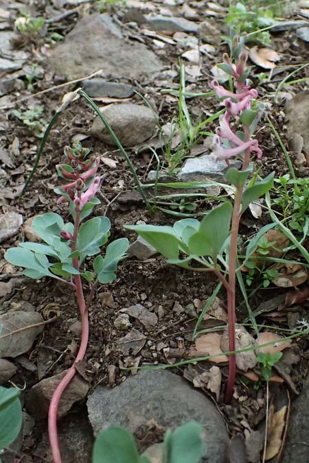 Corydalis rutifolia \ Rautenbl�ttriger Lerchensporn / Rue-Leaved Corydalis, Zypern/Cyprus Madari 26.3.2025