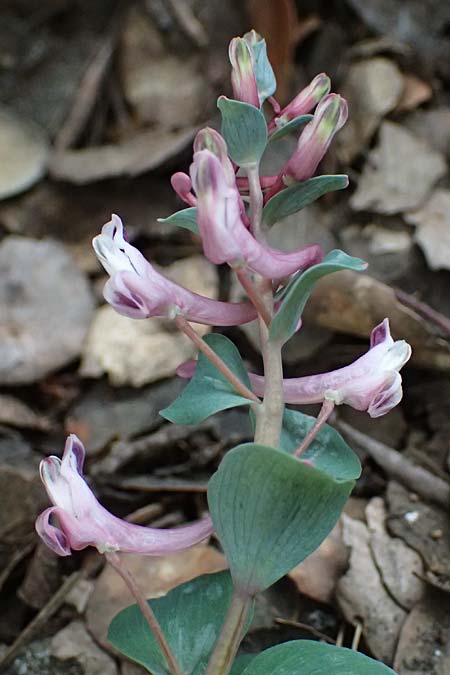 Corydalis rutifolia \ Rautenbl�ttriger Lerchensporn / Rue-Leaved Corydalis, Zypern/Cyprus Madari 26.3.2025