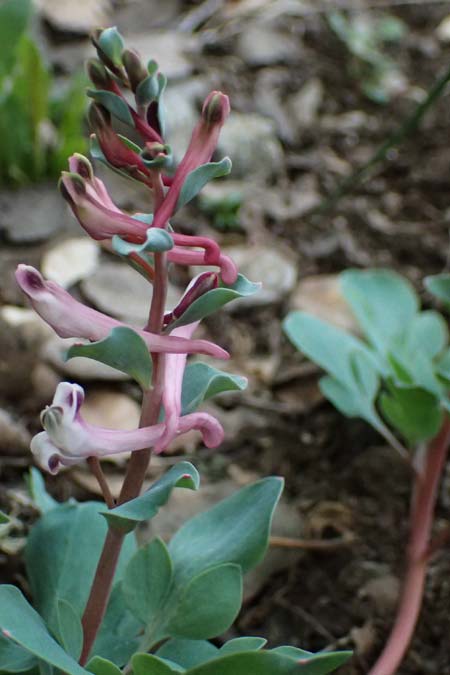 Corydalis rutifolia \ Rautenbl�ttriger Lerchensporn / Rue-Leaved Corydalis, Zypern/Cyprus Madari 26.3.2025