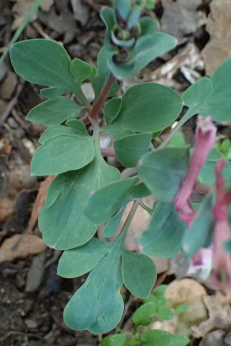 Corydalis rutifolia \ Rautenbl�ttriger Lerchensporn / Rue-Leaved Corydalis, Zypern/Cyprus Madari 26.3.2025