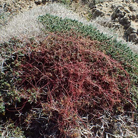 Cuscuta palaestina \ Pal&auml;stina-Seide / Palestine Dodder, Zypern/Cyprus Akrotiri 23.3.2025