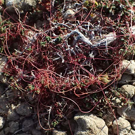 Cuscuta palaestina \ Pal&auml;stina-Seide / Palestine Dodder, Zypern/Cyprus Akrotiri 23.3.2025