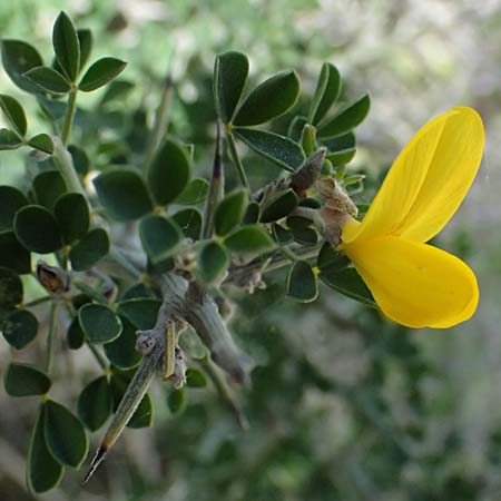 Calicotome villosa \ Behaarter Dorn-Ginster / Hairy Thorny Broom, Zypern/Cyprus Baths of Aphrodite 27.3.2025