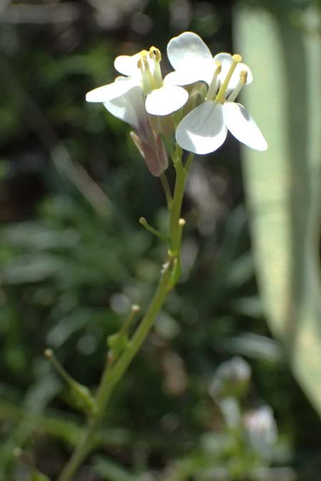 Didesmus aegyptius \ Didesmus, Zypern Baths of Aphrodite 27.3.2025