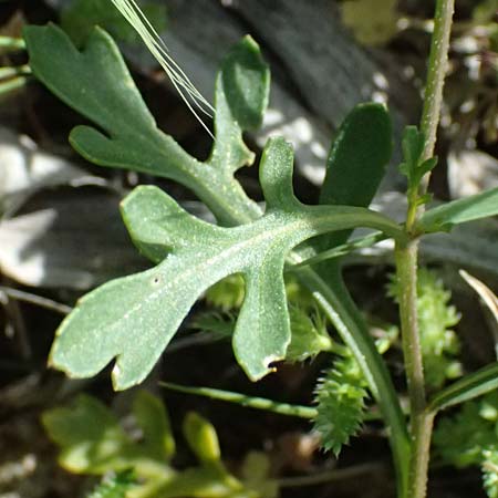 Didesmus aegyptius \ Didesmus, Zypern Baths of Aphrodite 27.3.2025