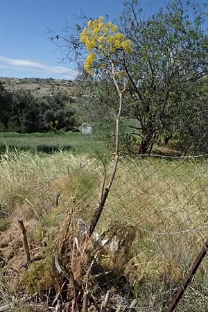 Ferula communis \ Riesen-Fenchel, Gemeines Rutenkraut / Giant Fennel, Zypern/Cyprus Tochni 21.3.2025