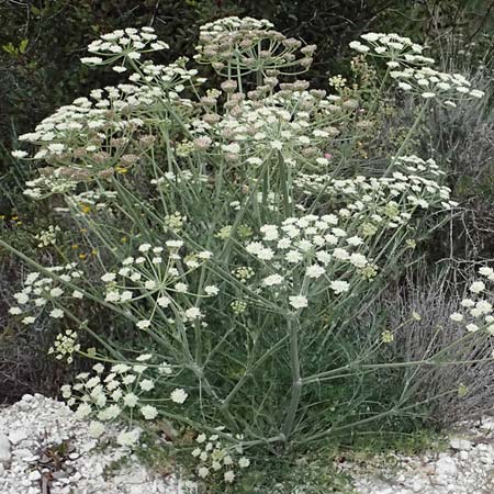 Zosima absinthifolia \ Zosima / Desert Zozima, Zypern/Cyprus Tochni 21.3.2025