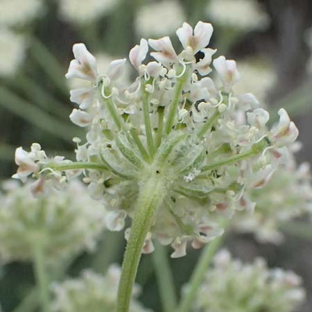 Zosima absinthifolia \ Zosima / Desert Zozima, Zypern/Cyprus Tochni 21.3.2025