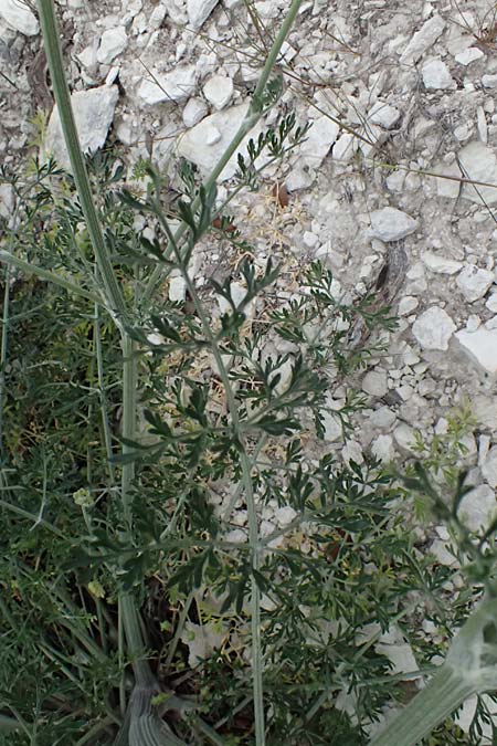 Zosima absinthifolia \ Zosima / Desert Zozima, Zypern/Cyprus Tochni 21.3.2025