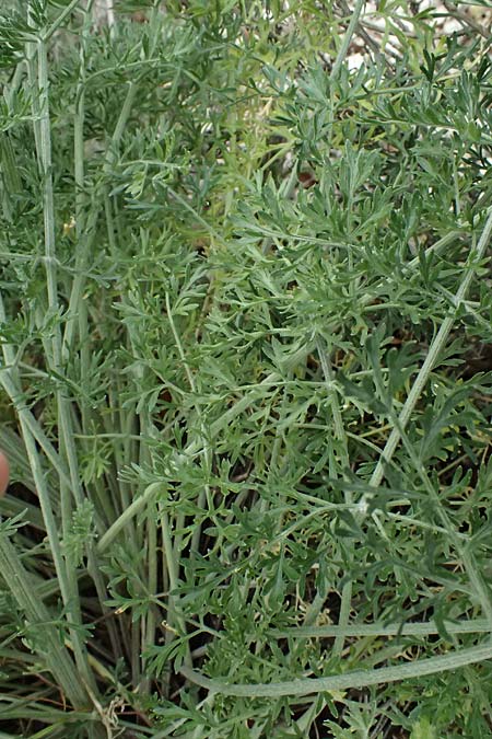 Zosima absinthifolia \ Zosima / Desert Zozima, Zypern/Cyprus Tochni 21.3.2025