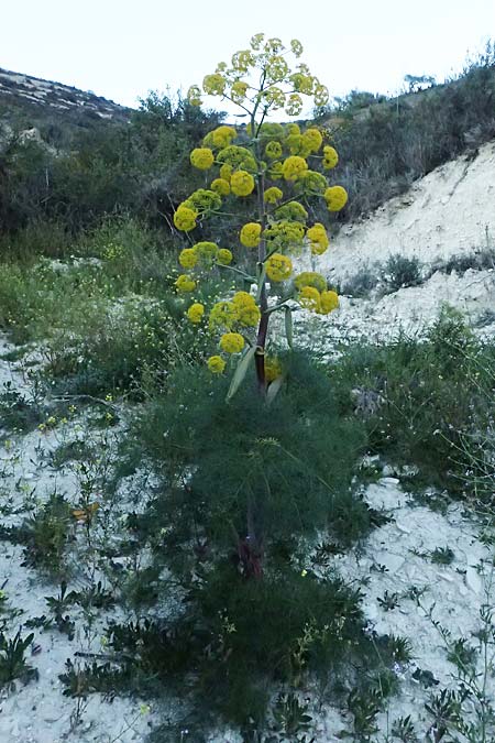 Ferula communis \ Riesen-Fenchel, Gemeines Rutenkraut / Giant Fennel, Zypern/Cyprus Kato Drys 21.3.2025