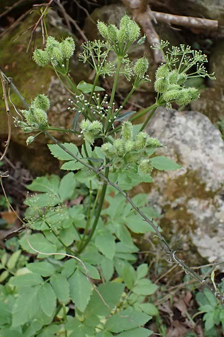 Lecokia cretica \ Kretische Lecokie / Cretan Lecokia, Zypern/Cyprus Avakas Gorge 22.3.2025