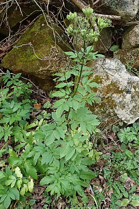 Lecokia cretica \ Kretische Lecokie / Cretan Lecokia, Zypern/Cyprus Avakas Gorge 22.3.2025