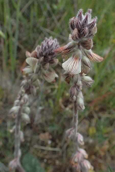 Onobrychis venosa \ Geaderte Esparsette / Veined Sainfoin, Zypern/Cyprus Tochni 21.3.2025