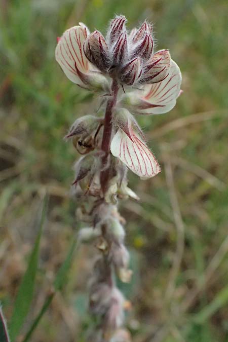 Onobrychis venosa \ Geaderte Esparsette / Veined Sainfoin, Zypern/Cyprus Tochni 21.3.2025