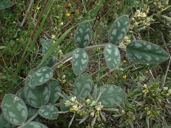 Onobrychis venosa \ Geaderte Esparsette / Veined Sainfoin, Zypern/Cyprus Tochni 21.3.2025